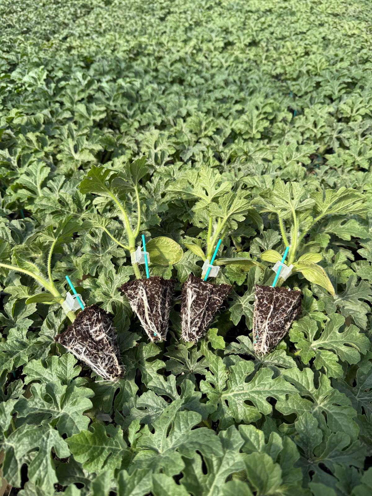 Aşısız Düz Domates Fidesi