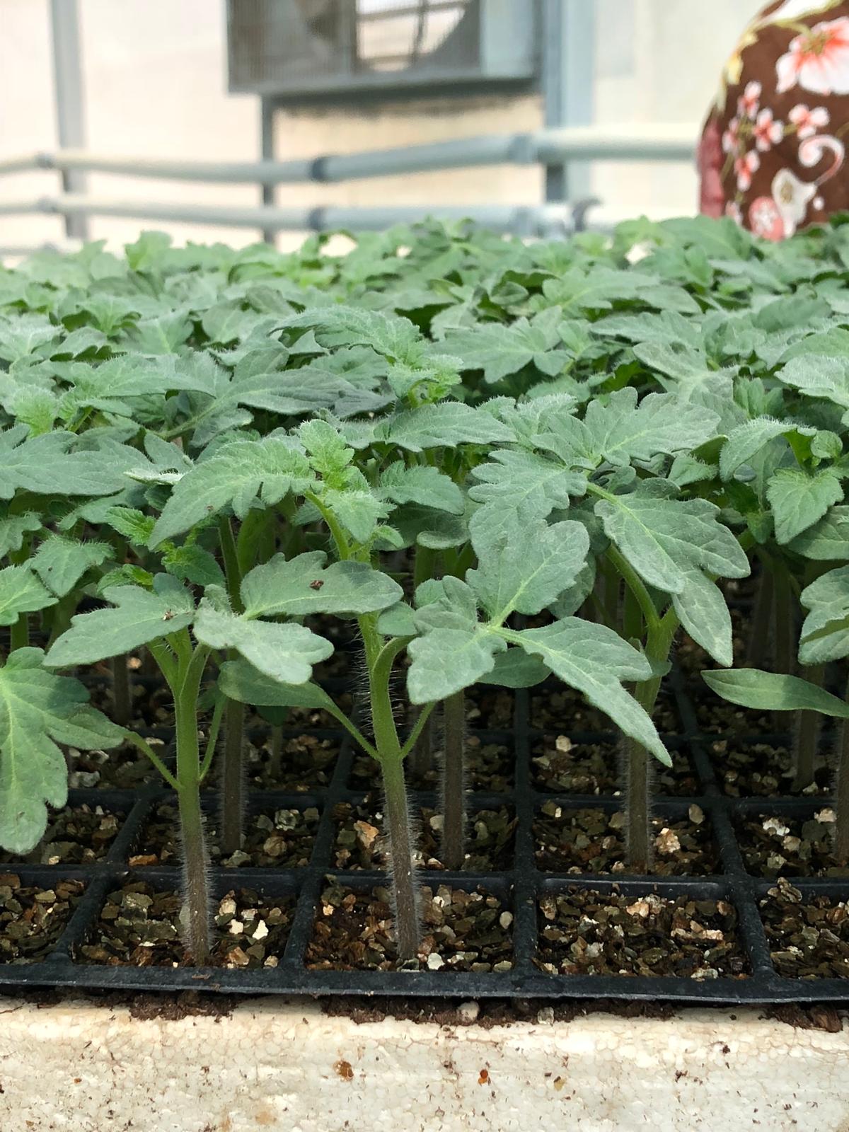 Aşısız Düz Domates Fidesi — 3