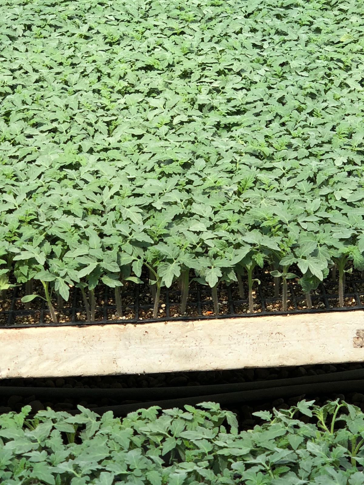 Aşısız Düz Domates Fidesi — 4