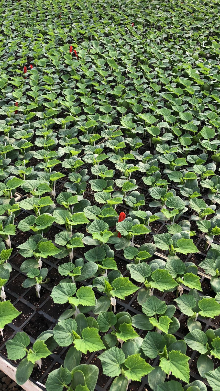 Aşılı Domates Fidesi