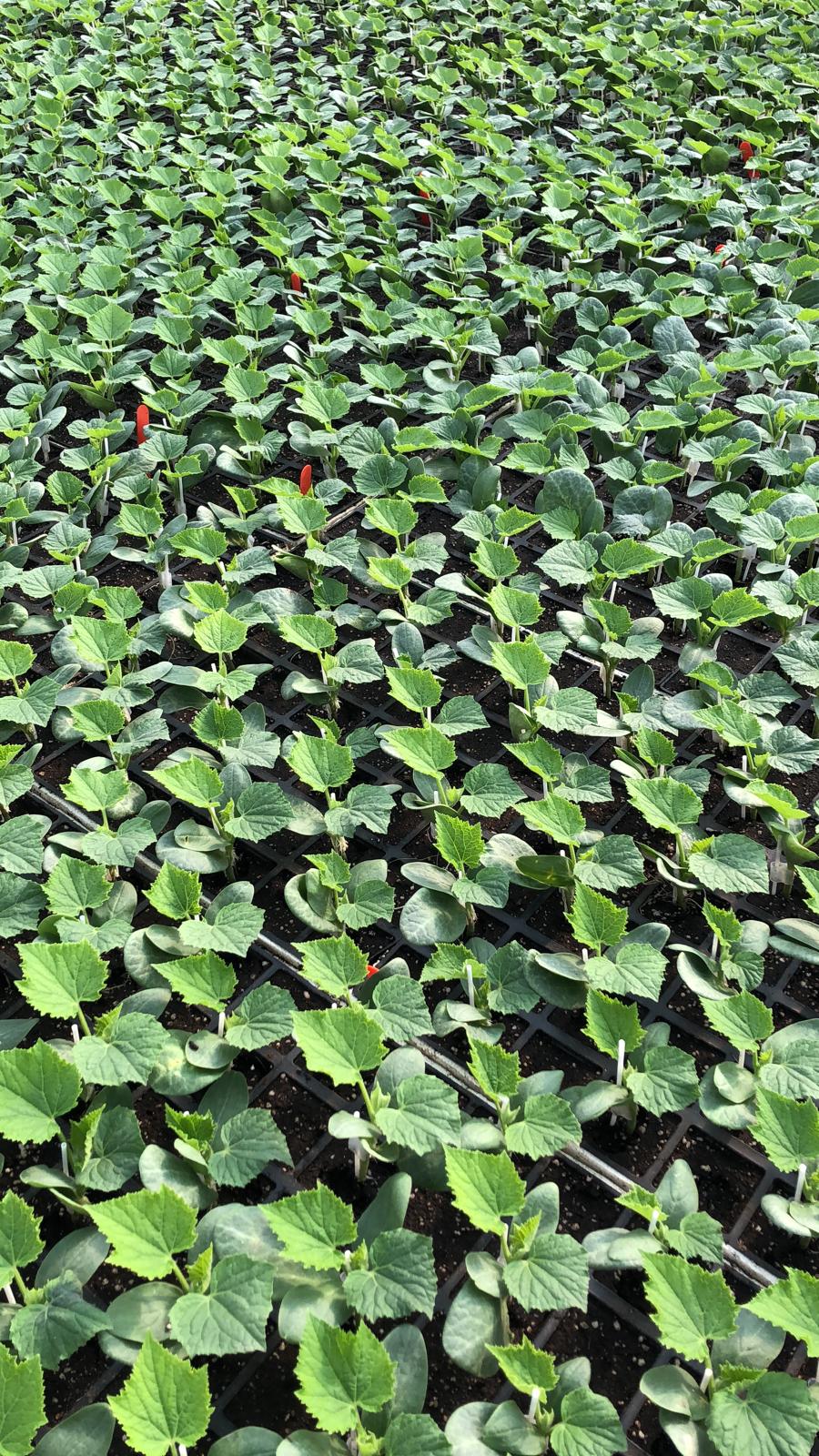 Bereket Fide standard seedling production