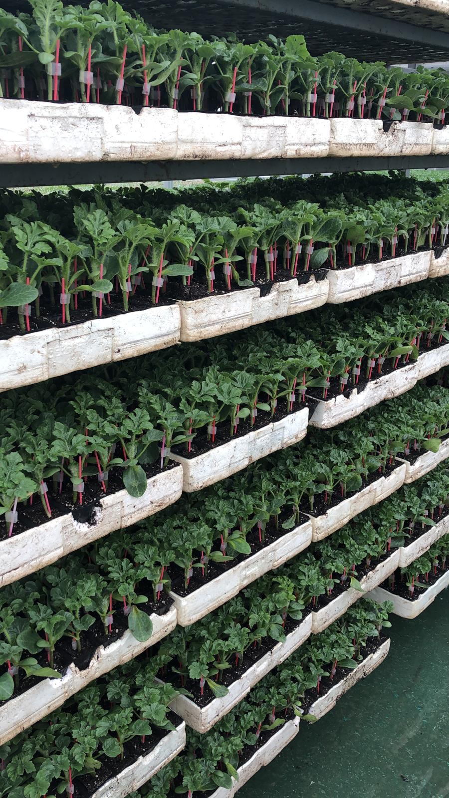 Healthy & Bountiful Seedling Varieties - Photographs of the grafted and normal seedling varieties we produce.