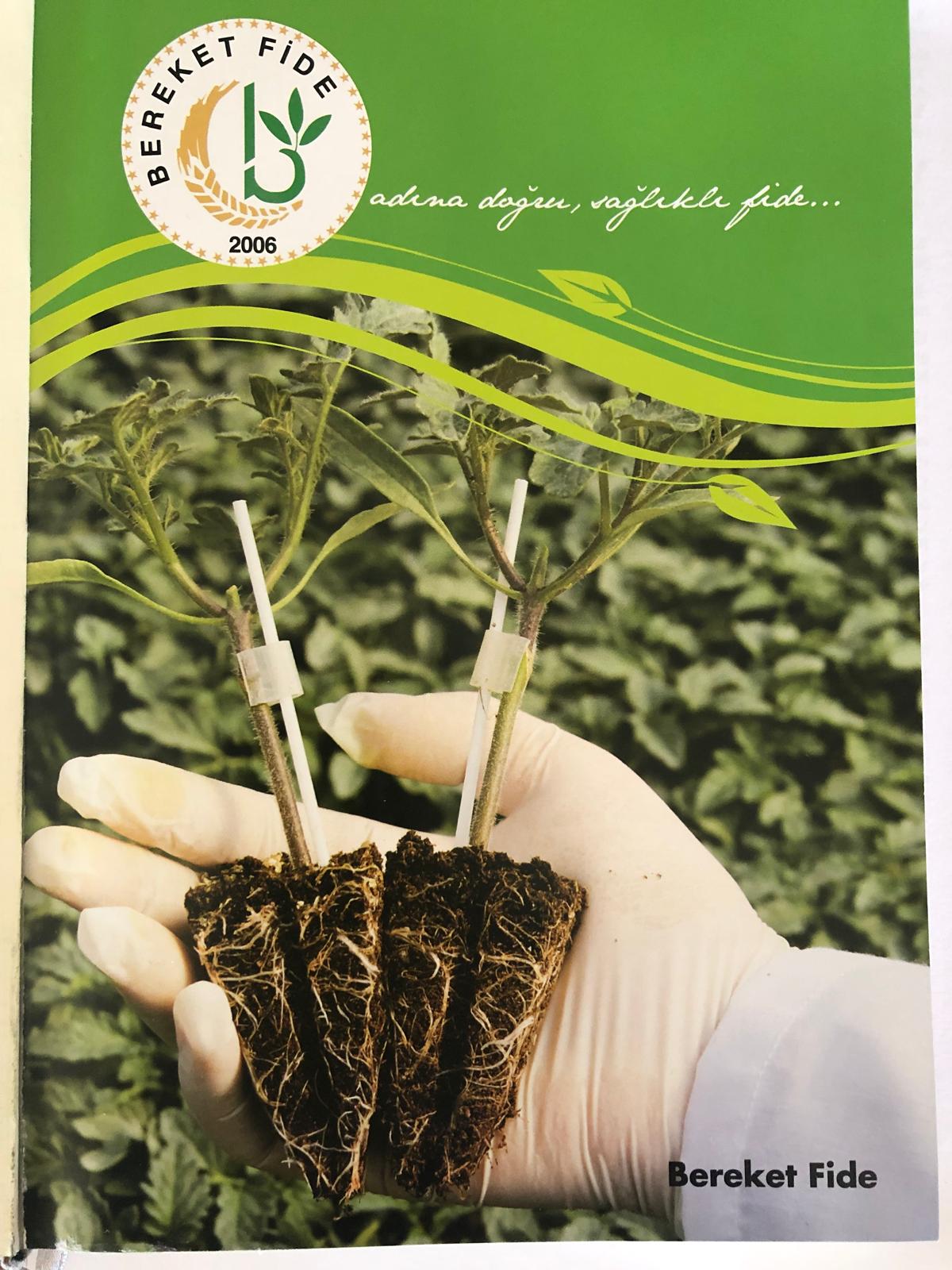 Healthy & Bountiful Seedling Varieties - Photographs of the grafted and normal seedling varieties we produce.