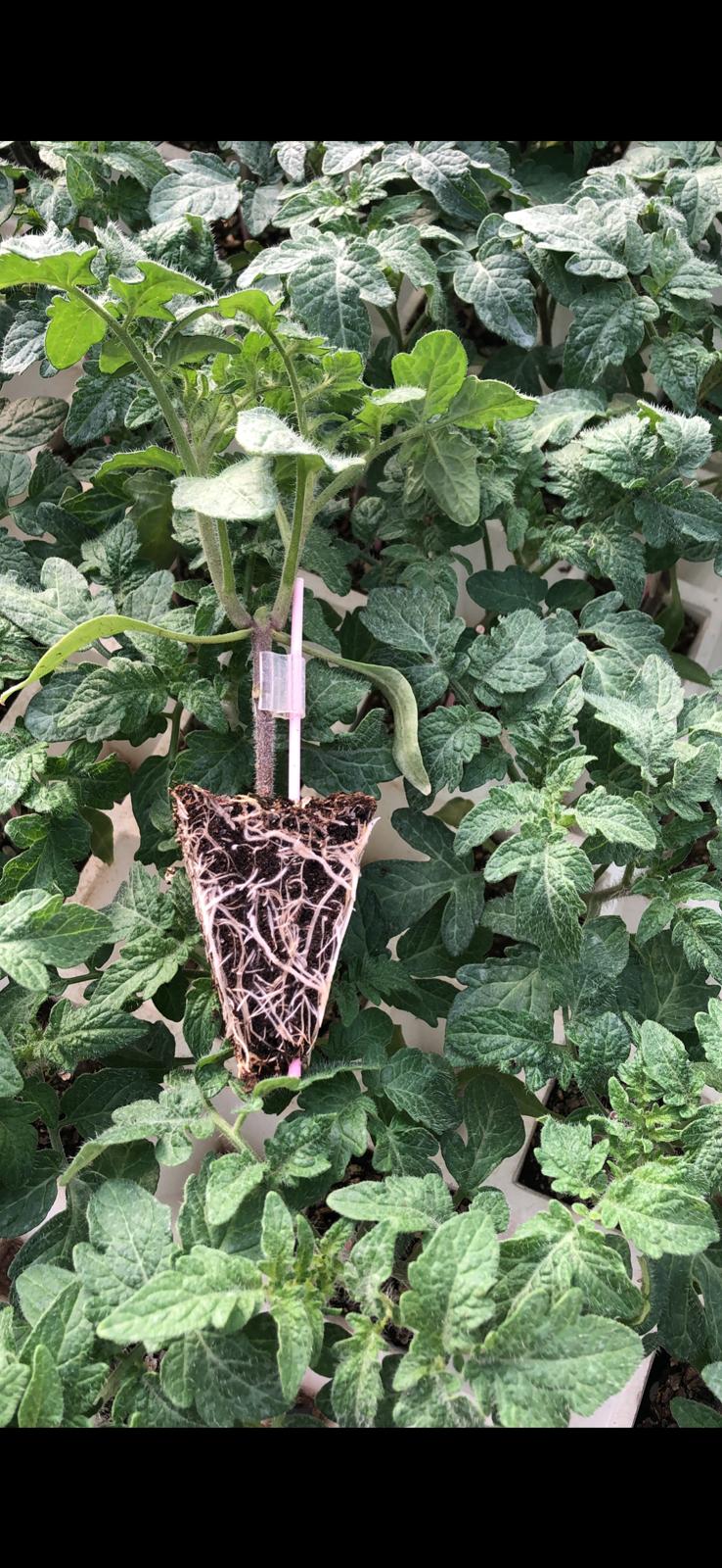 Healthy & Bountiful Seedling Varieties - Photographs of the grafted and normal seedling varieties we produce.