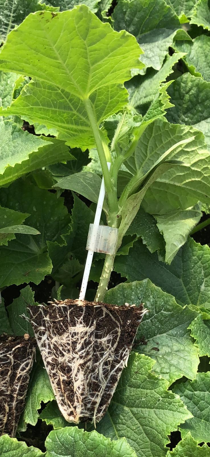 Our Modern Greenhouses & Production Tech - Sections from our modern and computer-controlled greenhouses in Aksu, Antalya.