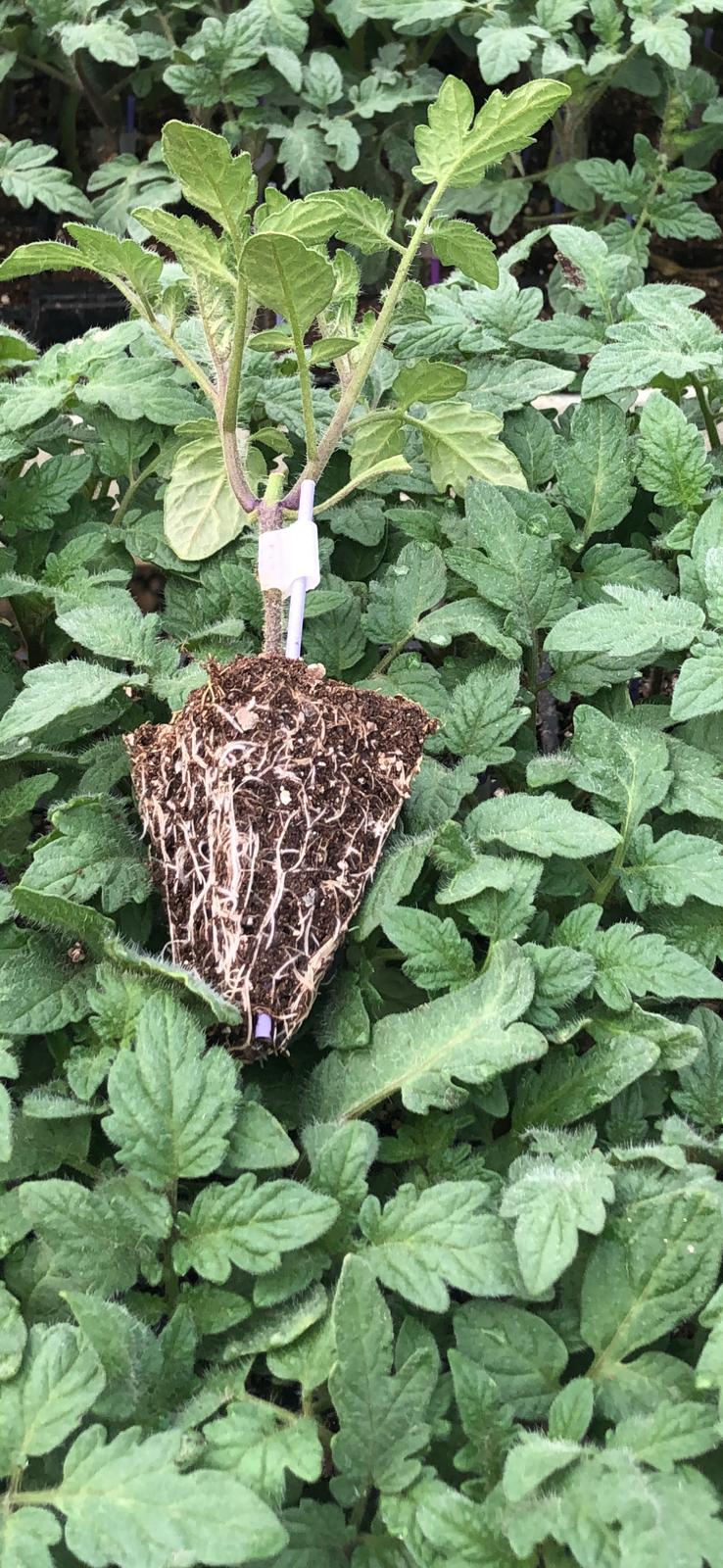 Our Modern Greenhouses & Production Tech - Sections from our modern and computer-controlled greenhouses in Aksu, Antalya.