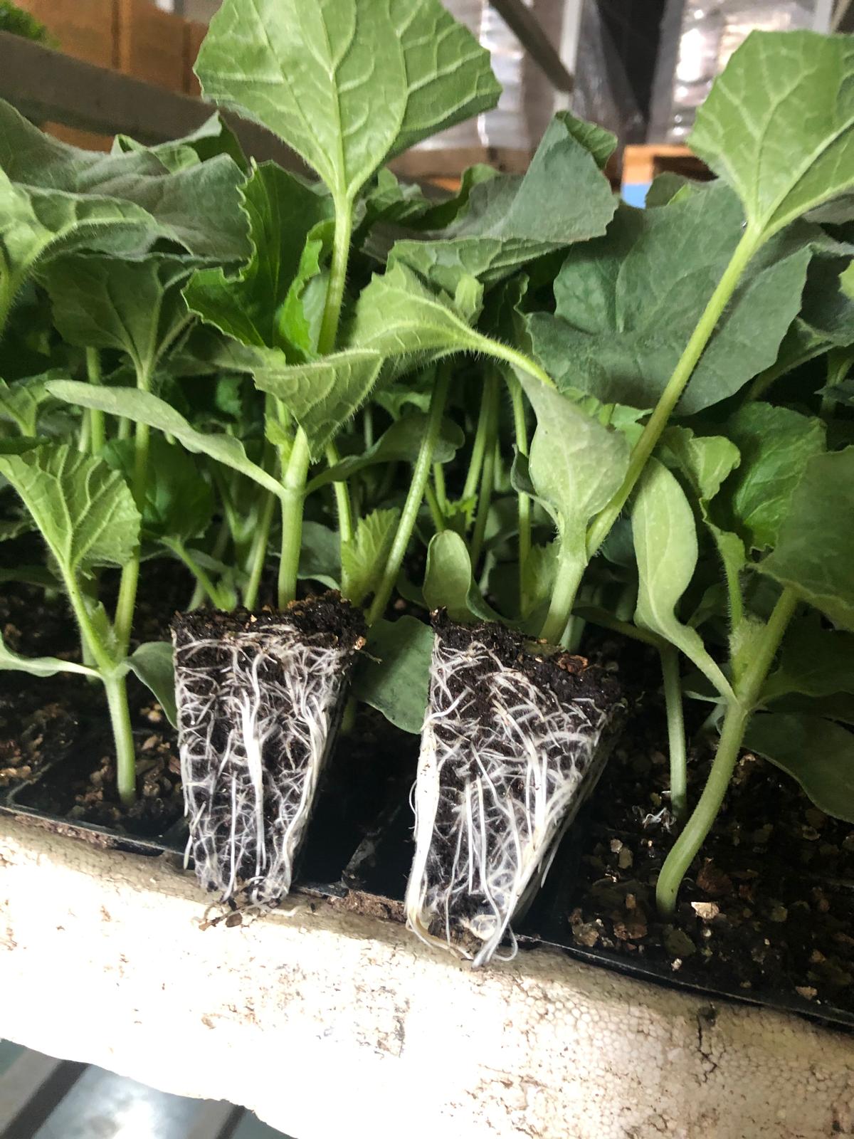 Our Modern Greenhouses & Production Tech - Sections from our modern and computer-controlled greenhouses in Aksu, Antalya.