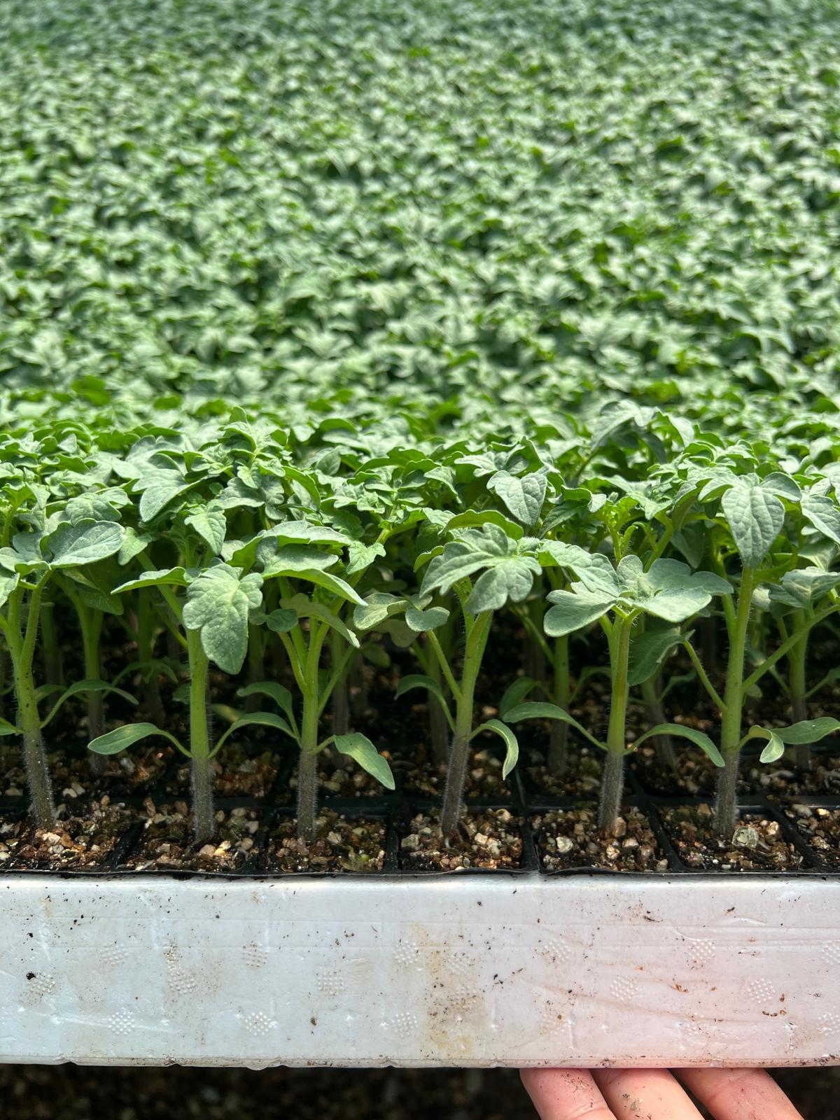Our Modern Greenhouses & Production Tech - Sections from our modern and computer-controlled greenhouses in Aksu, Antalya.