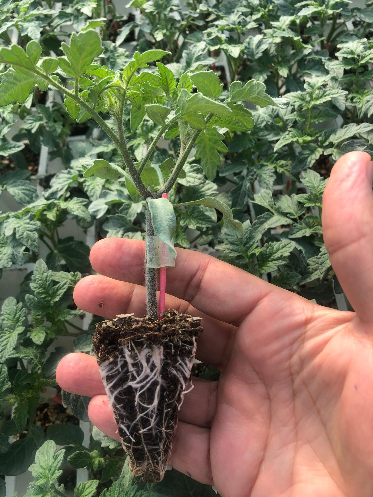 Aşılı Biber Fidesi