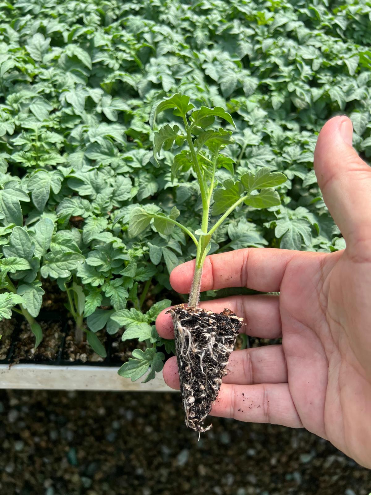 Aşılı Biber Fidesi — 6