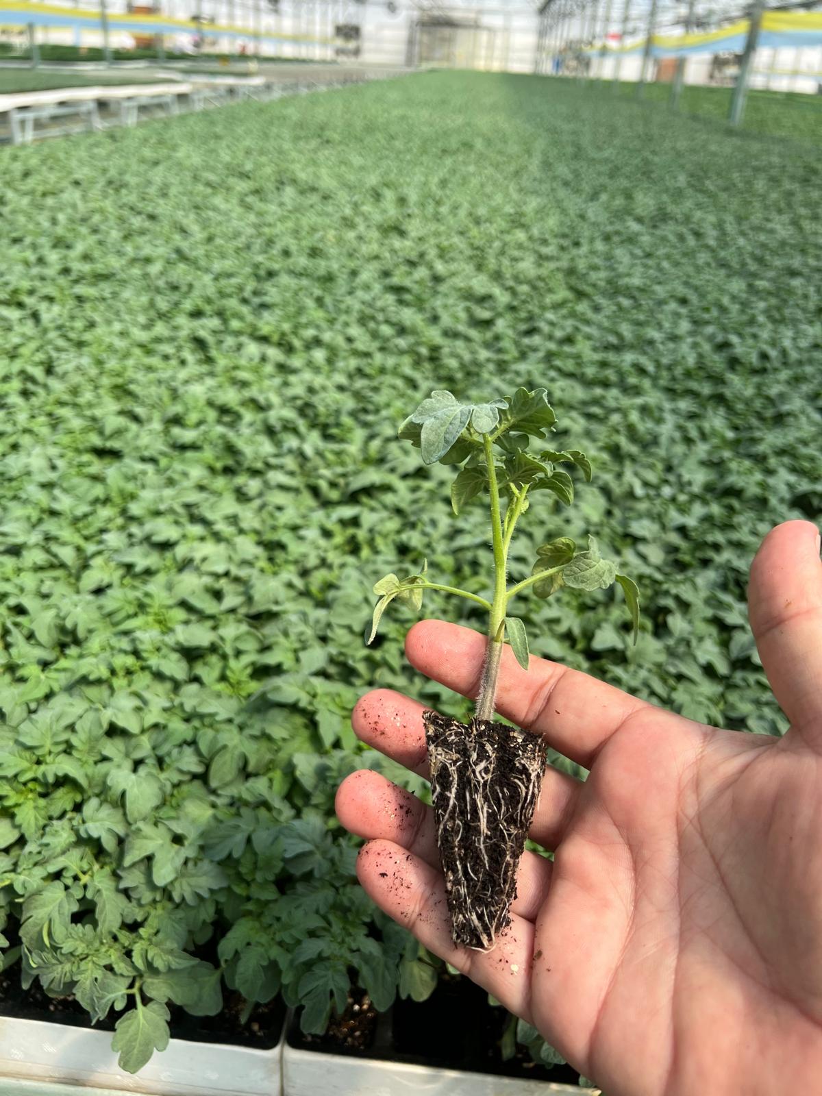 Aşılı Biber Fidesi — 7