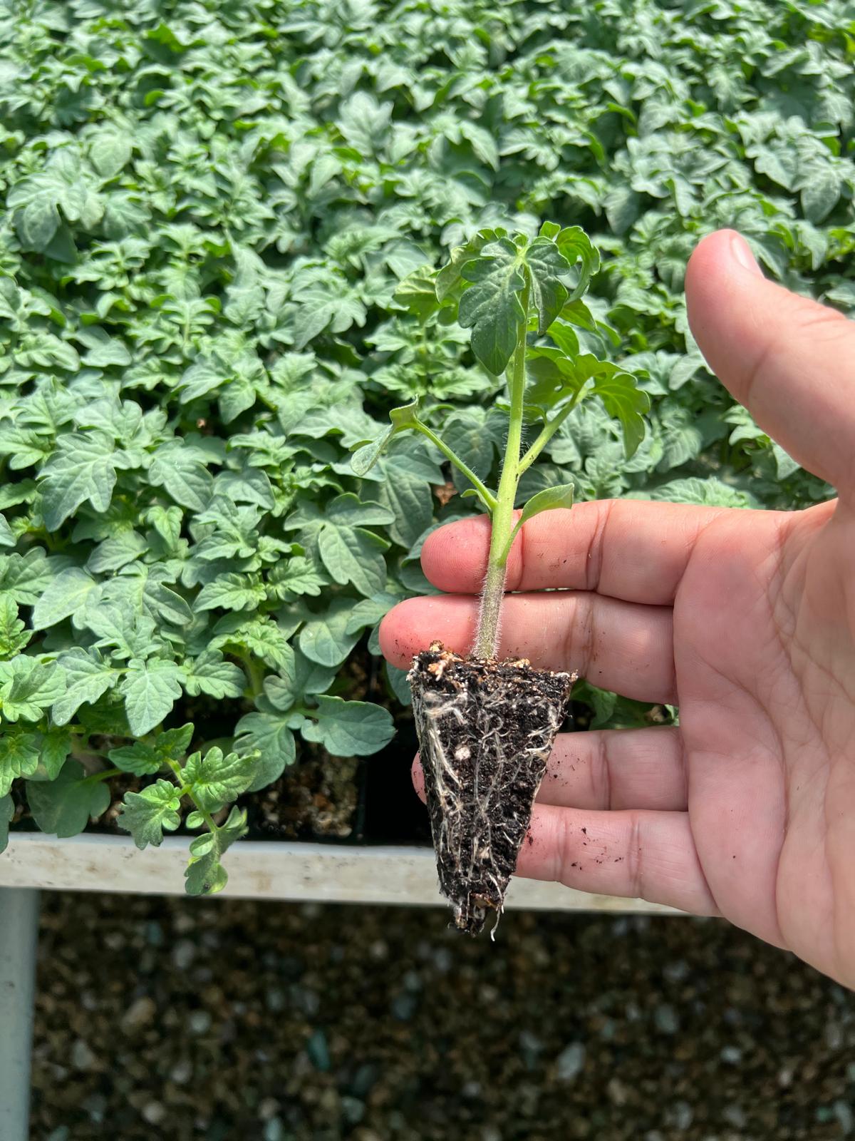 Aşılı Biber Fidesi — 5