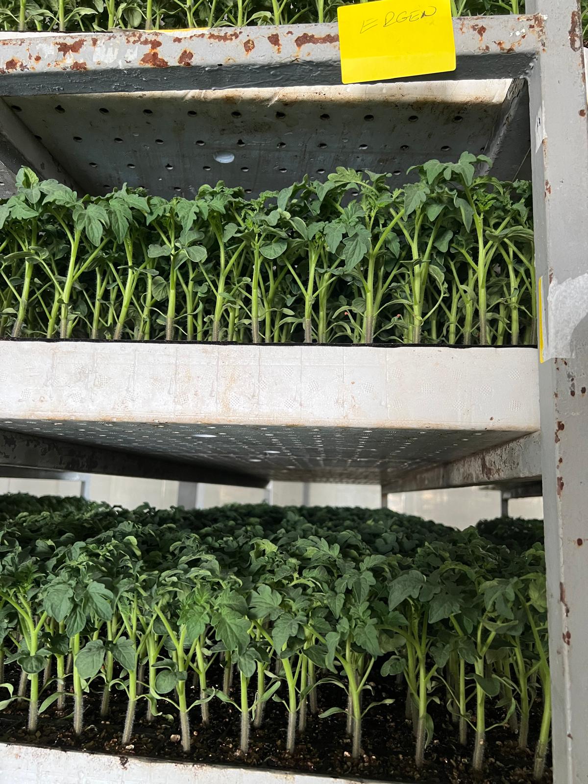 Salatalık Fidesi — 4