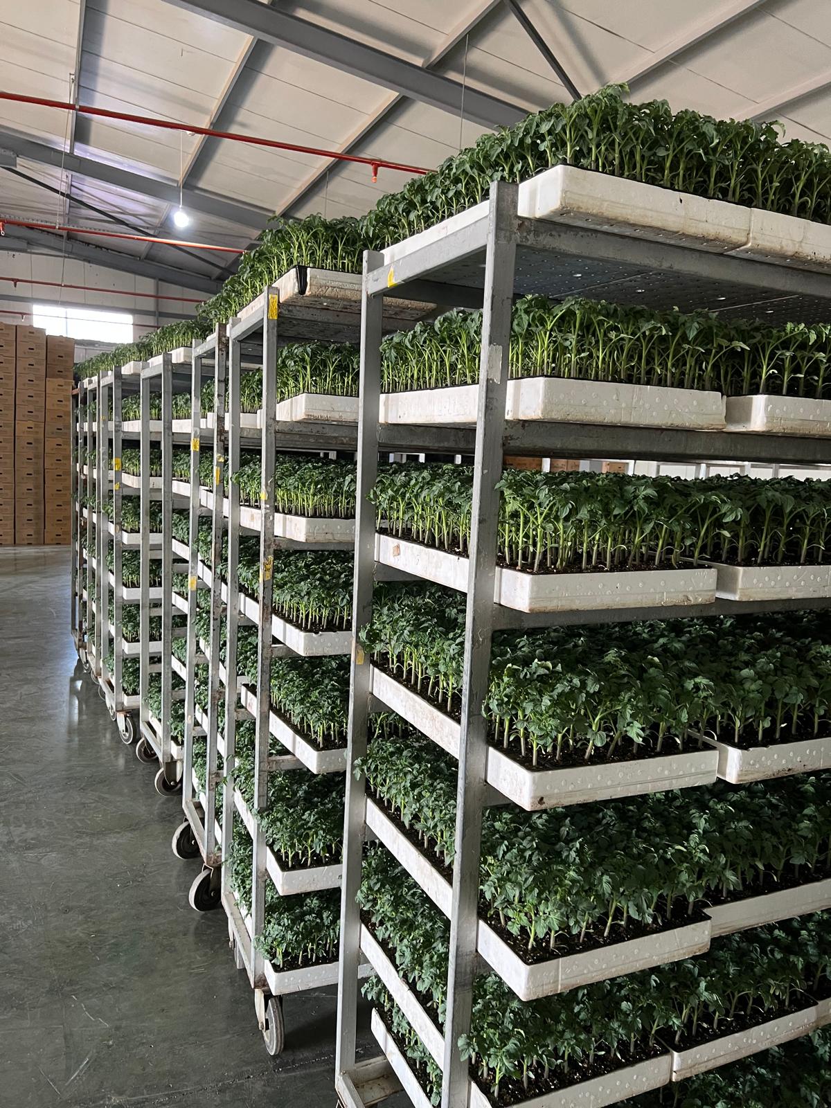 Salatalık Fidesi — 3