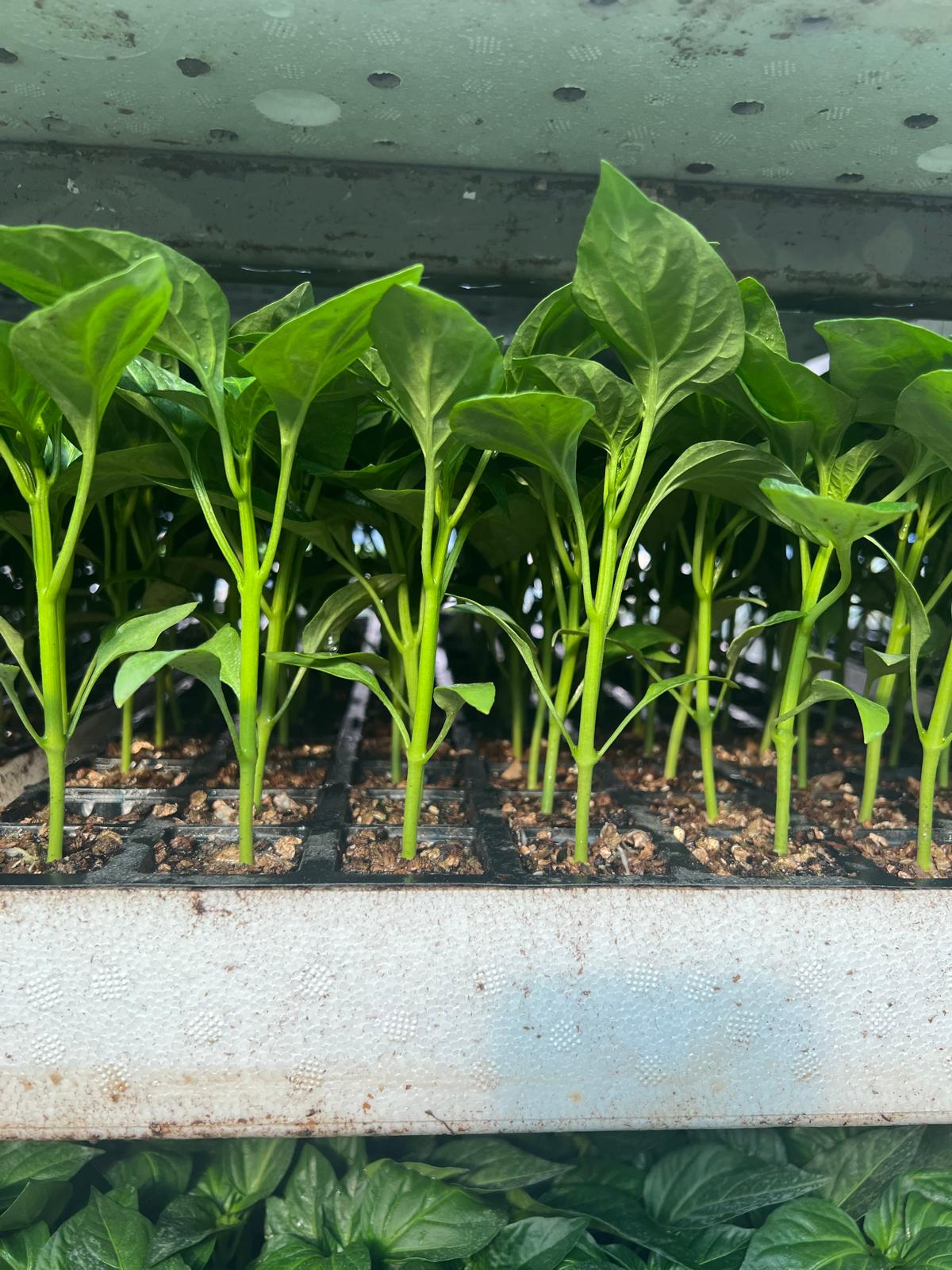 Snack Cucumber Seedling — 2