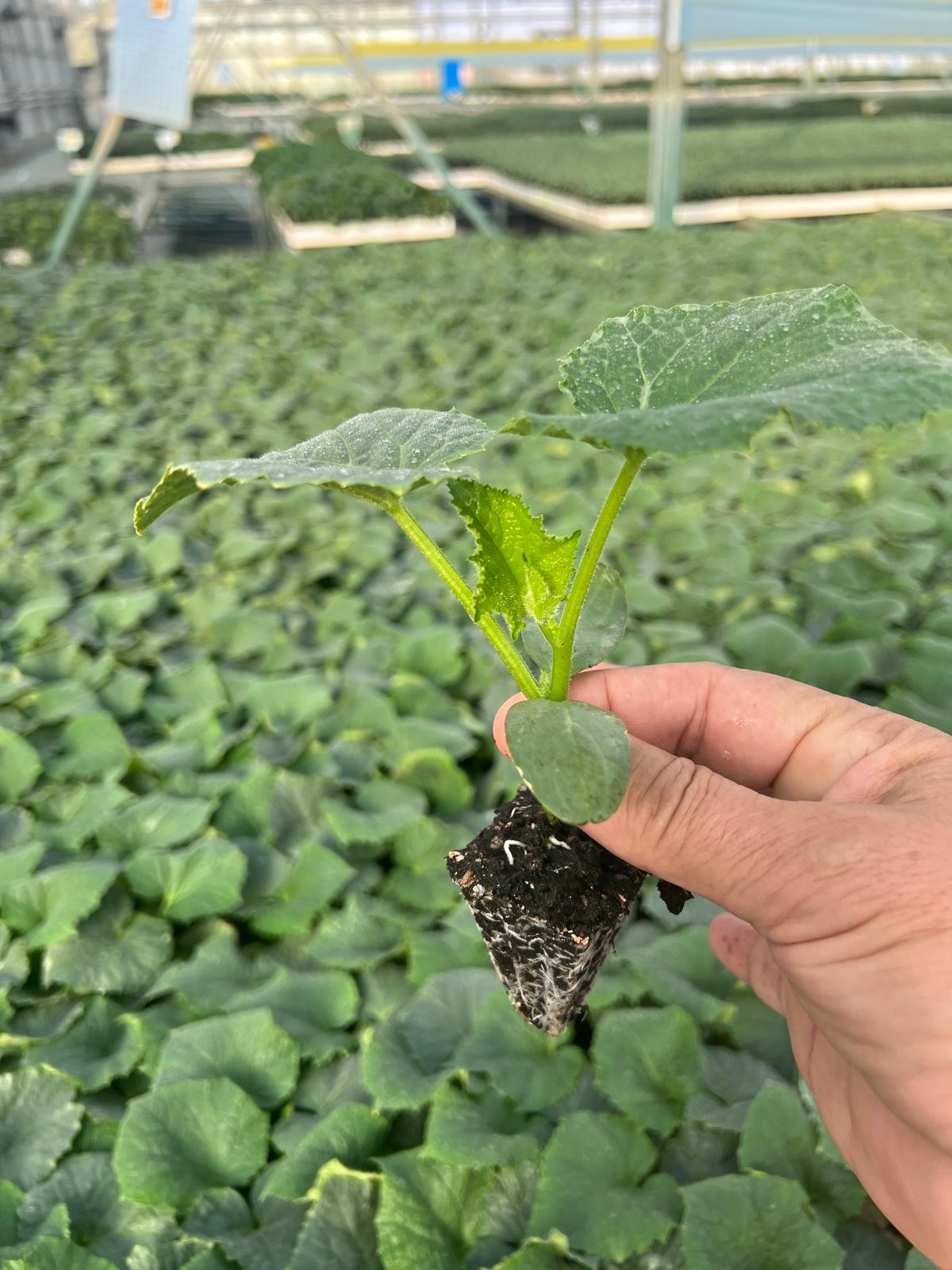 Snack Cucumber Seedling — 5