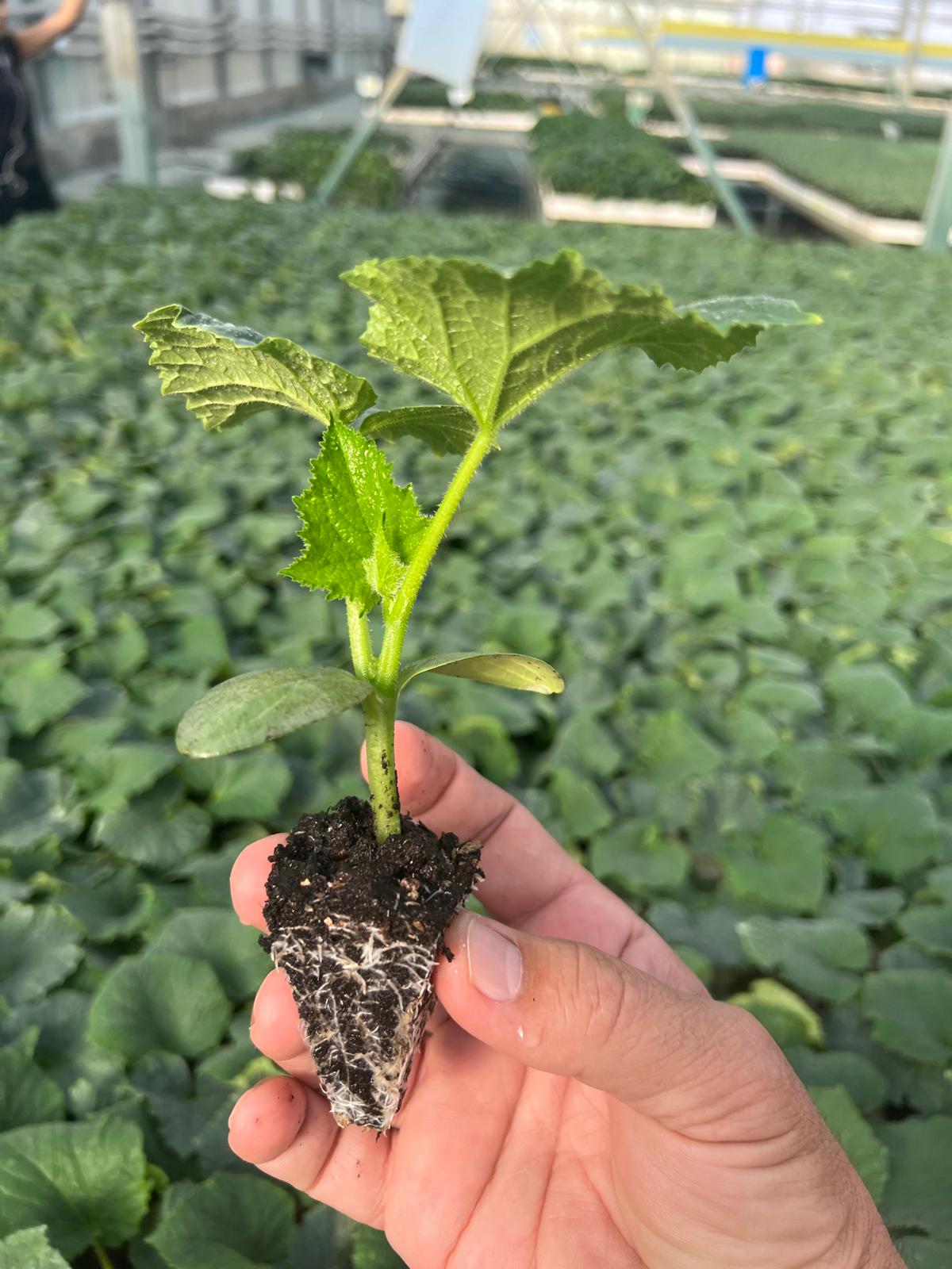 Snack Cucumber Seedling — 6