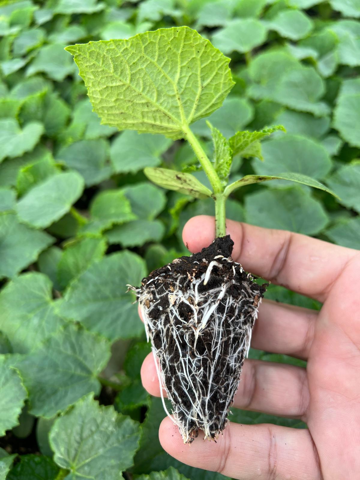 Snack Cucumber Seedling — 7