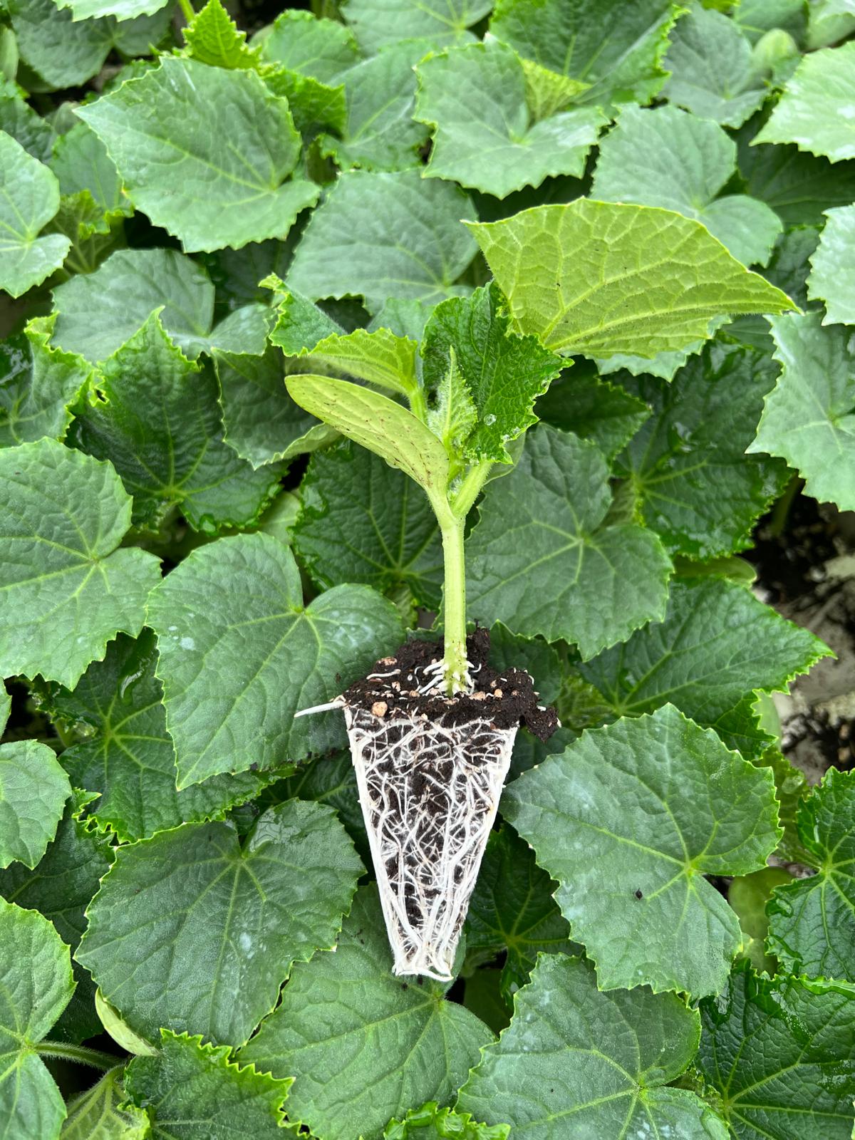 Melon Seedling — 2