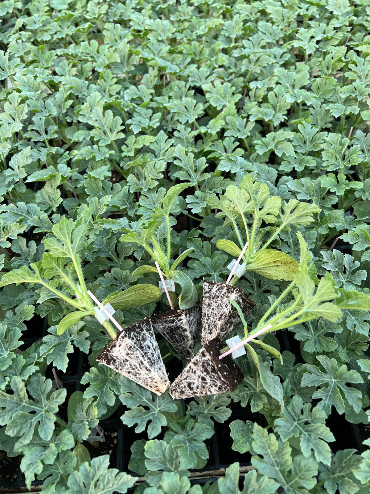 Aşılı Karpuz Fidesi