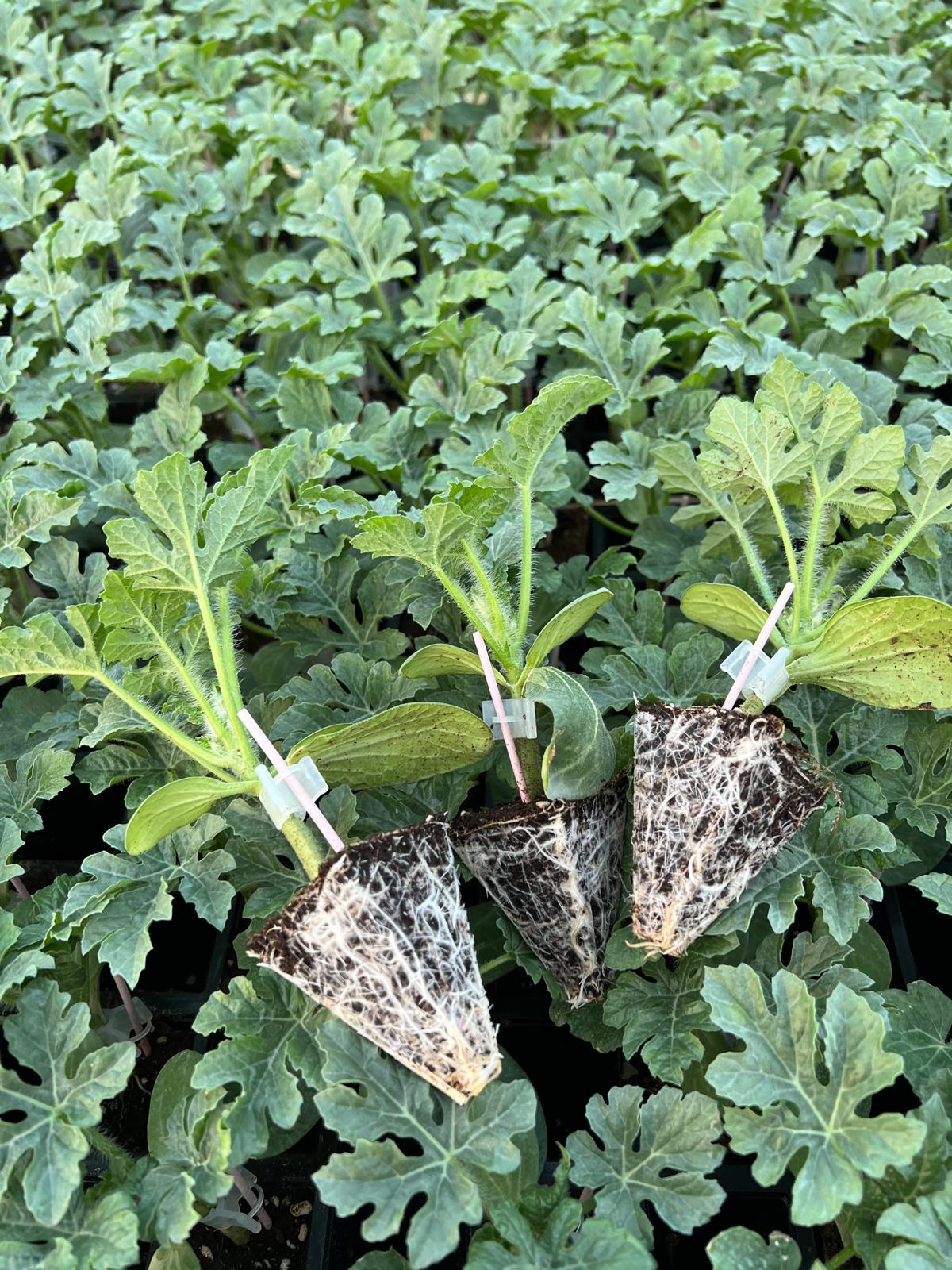 Melon Seedling — 4