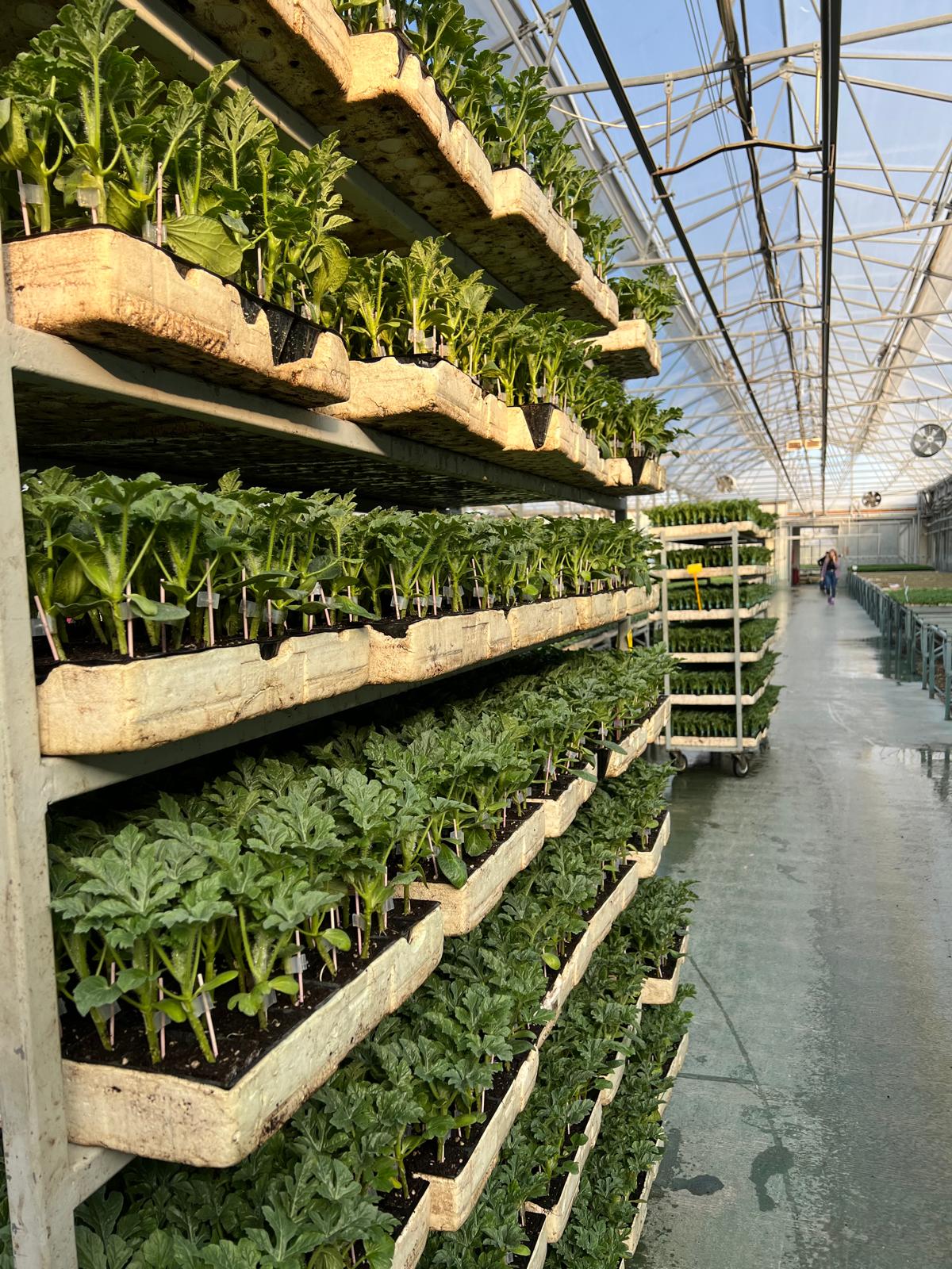 Aşılı Karpuz Fidesi