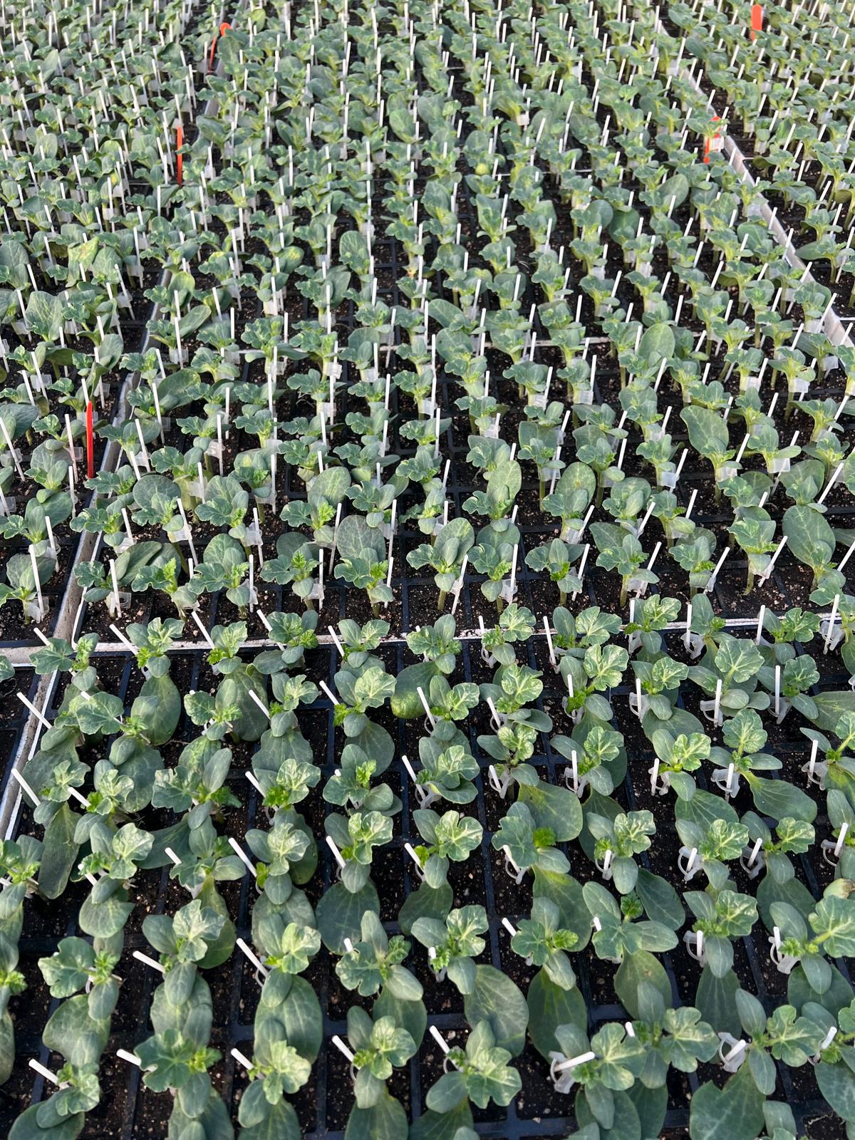Grafted Watermelon Seedling — 3