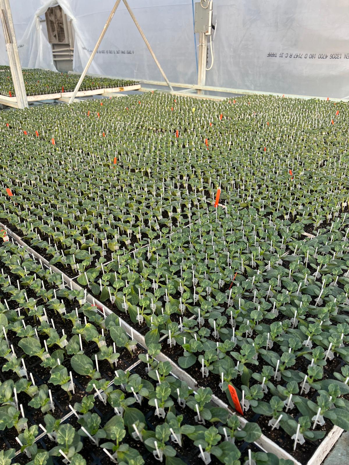 Grafted Watermelon Seedling — 4
