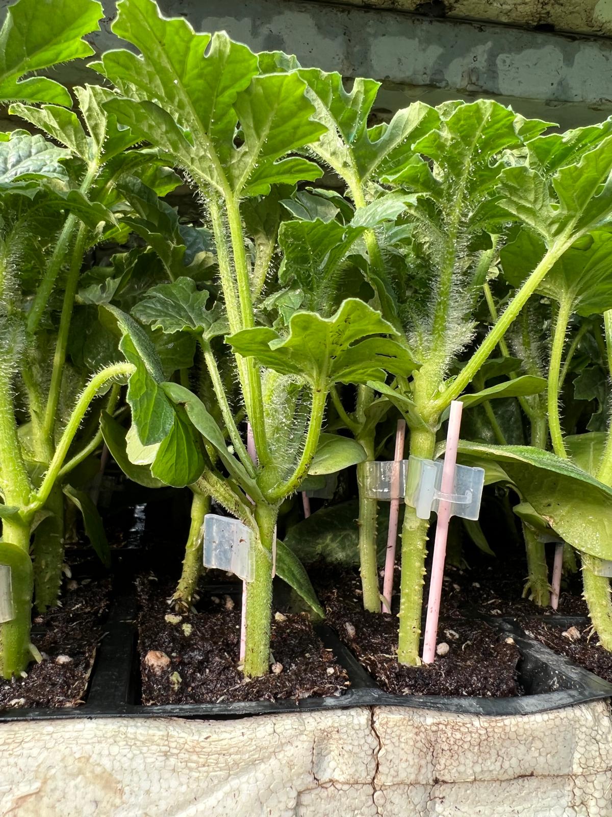 Grafted Watermelon Seedling — 2