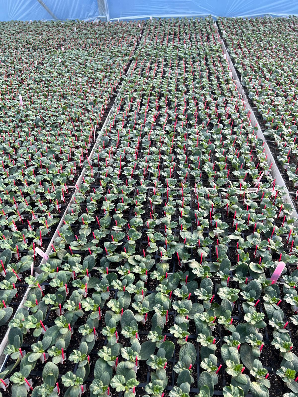 Grafted Watermelon Seedling — 5