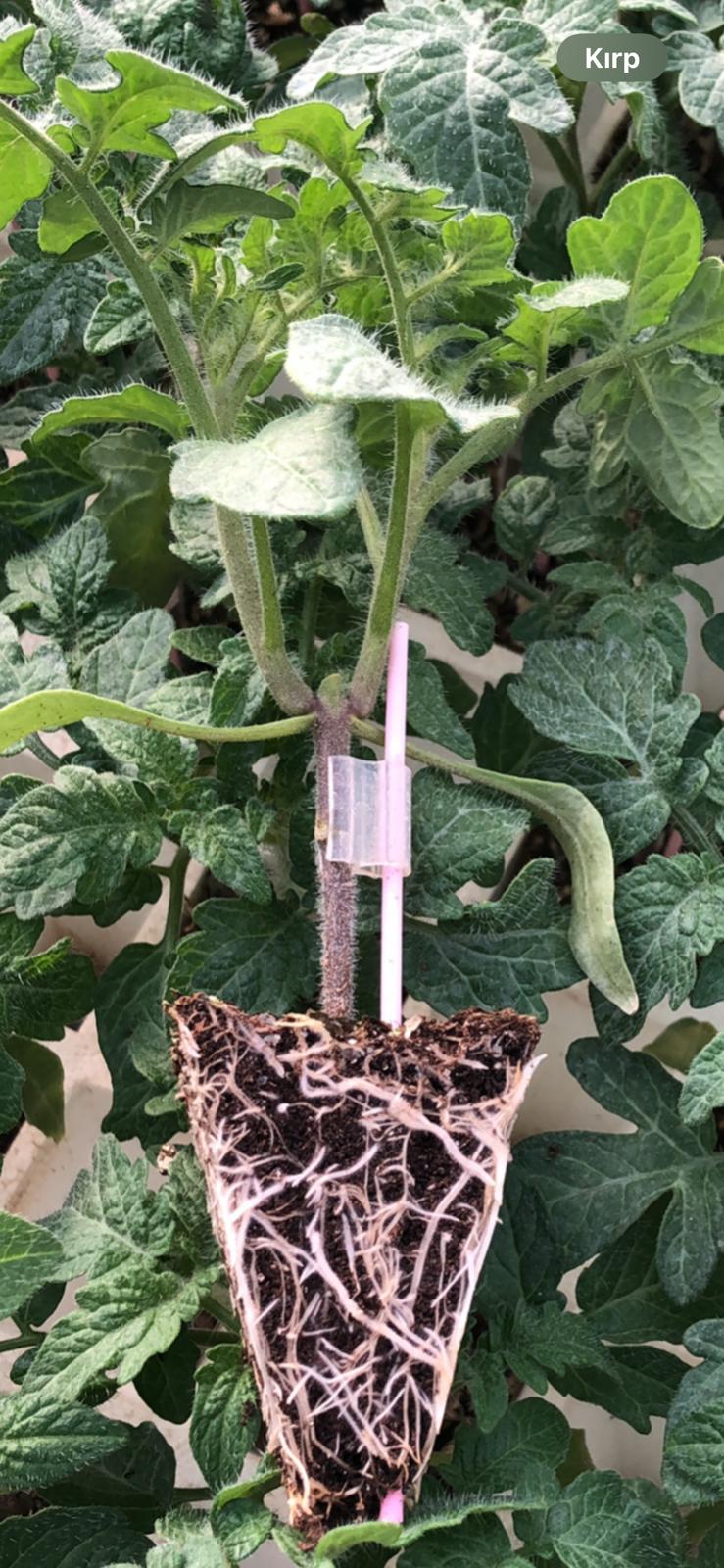 Aşılı Domates Fidesi — 3