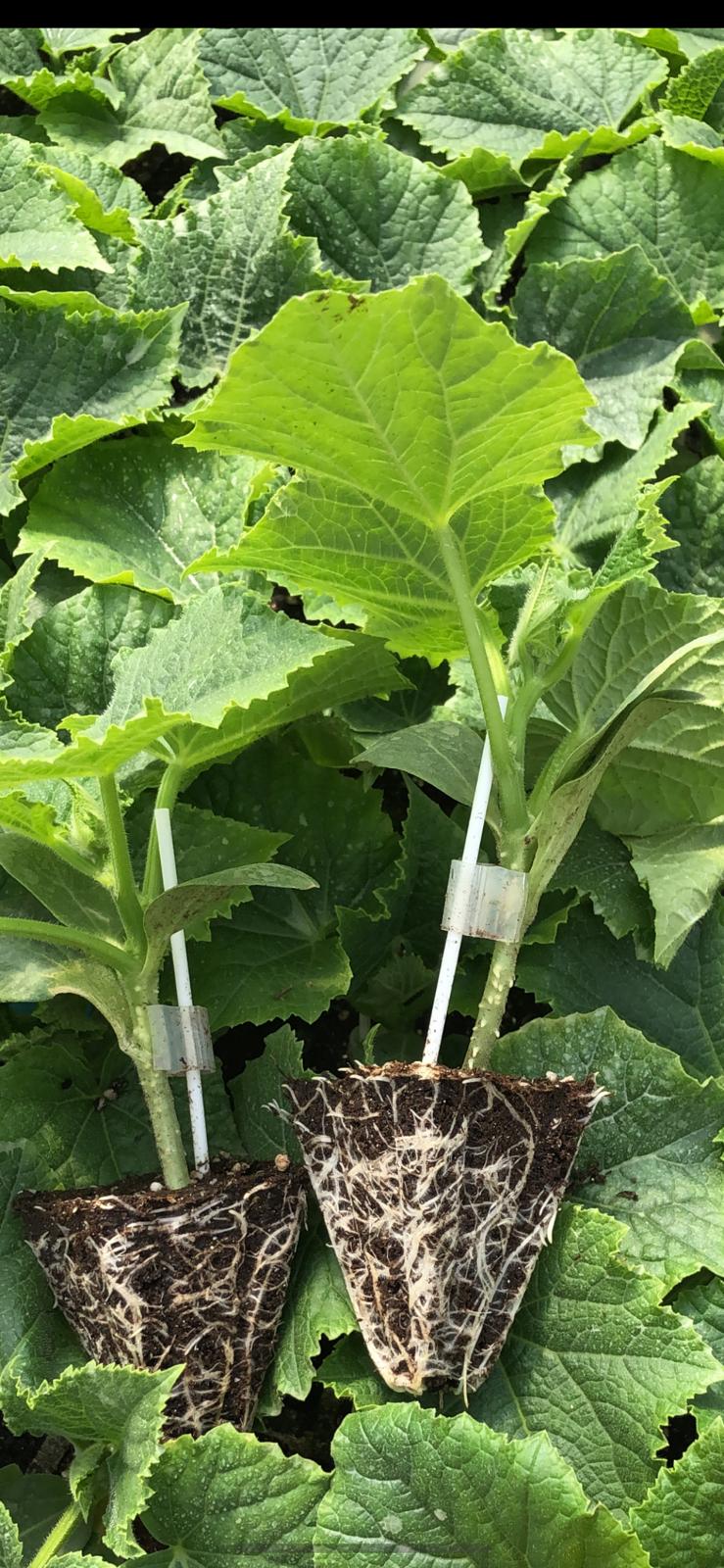 Bereket Fide logistics services