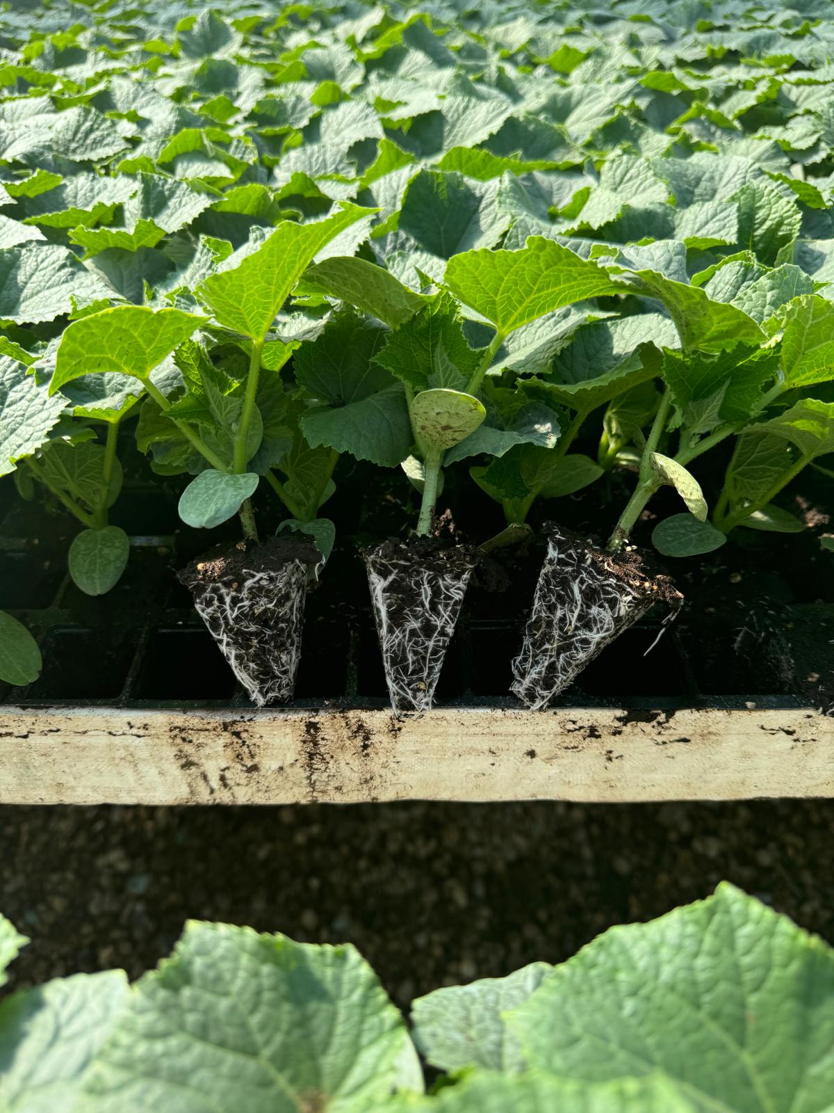 Aşılı Karpuz Fidesi