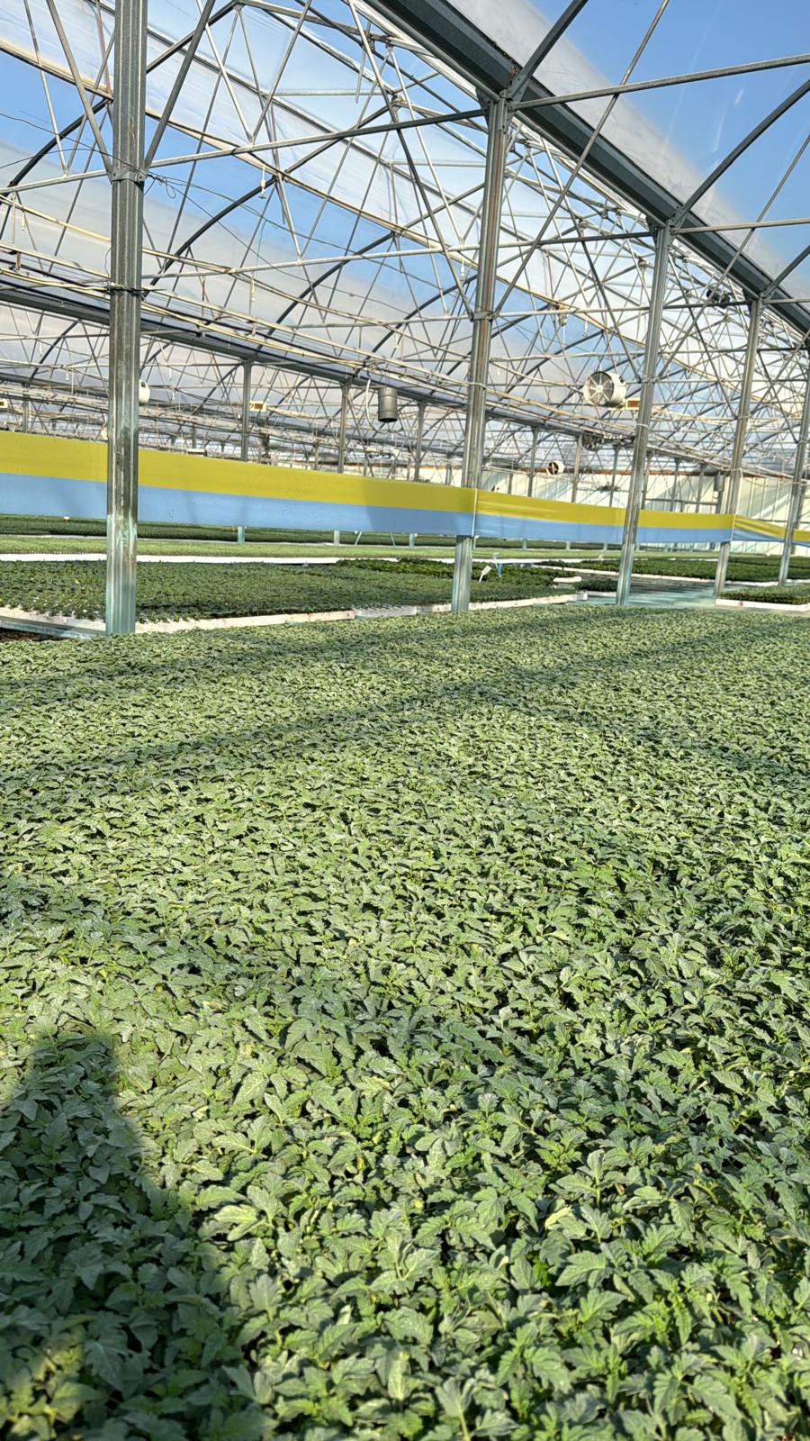 Bereket Fide variety trials