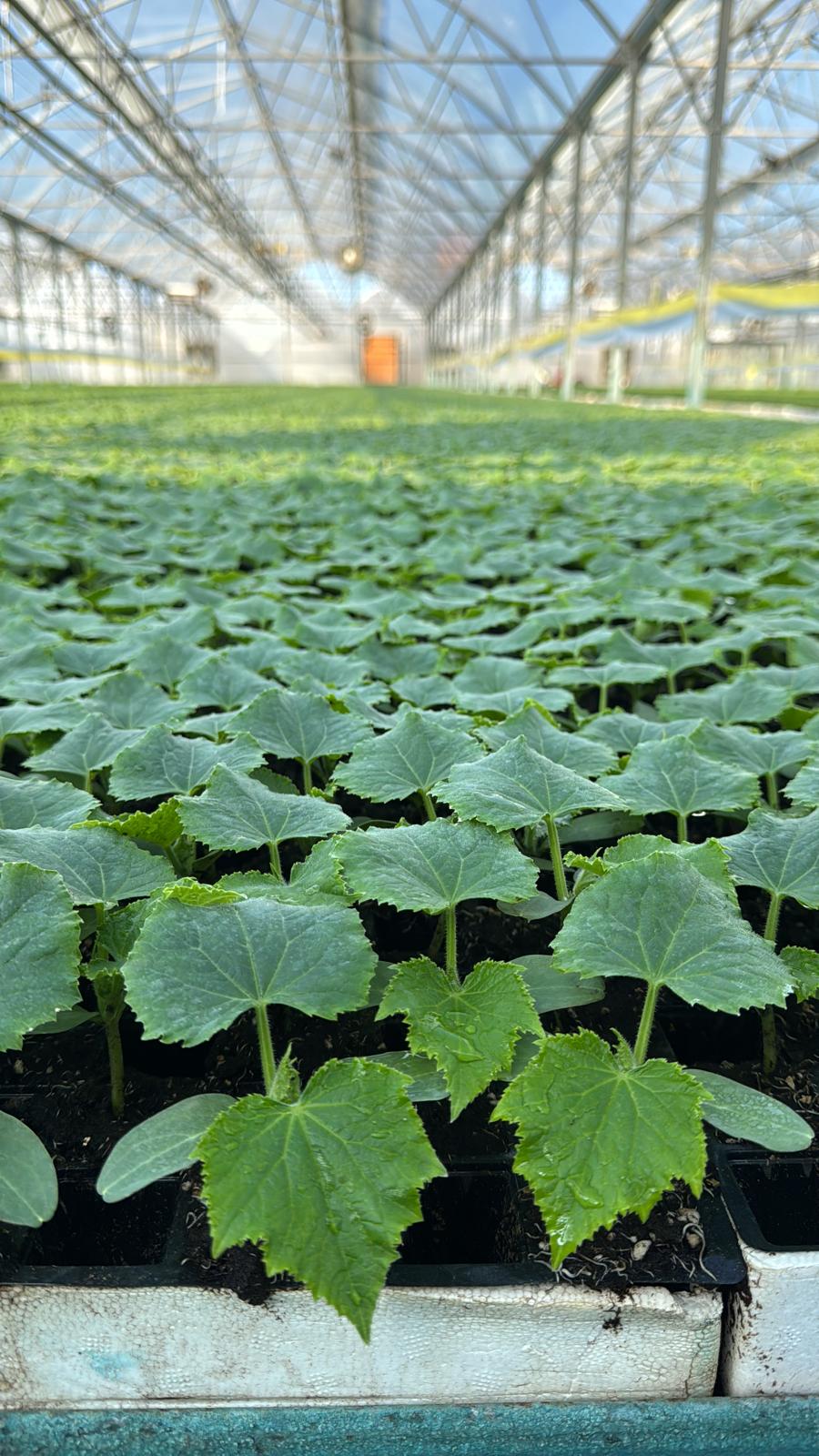 Gemüse-Setzlinge Katalog