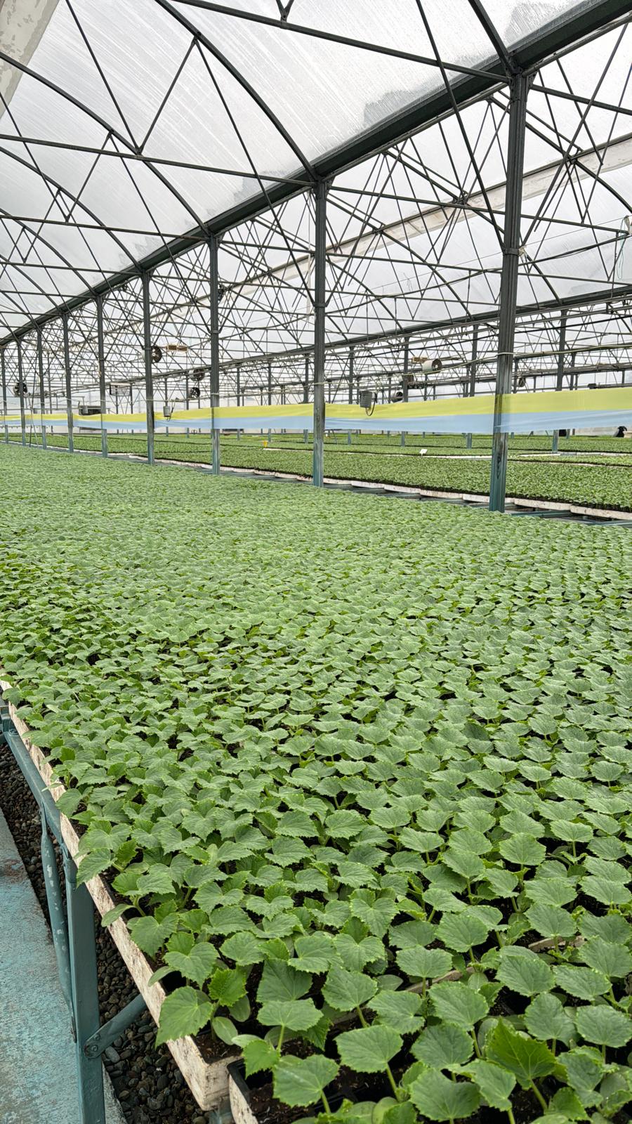 Obst-Setzlinge Katalog