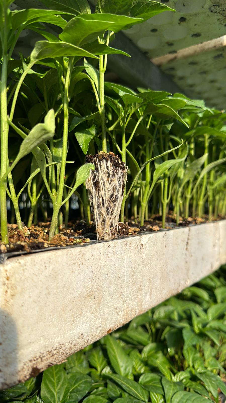 Veredelte Setzlinge Katalog